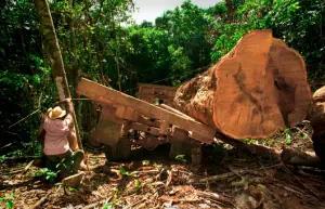 La déforestation en Amazonie, au coeur des tribus