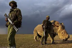 rhinocéros blanc kenya male