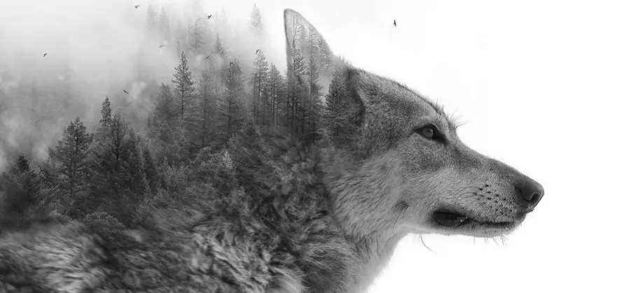 Loup dans les bois illussion animaux sauvage