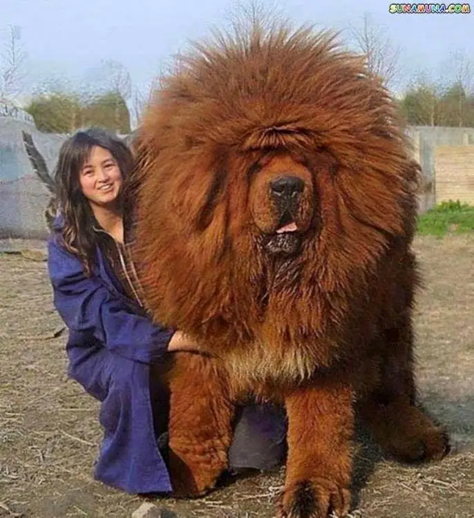 chien gros énorme chowchow
