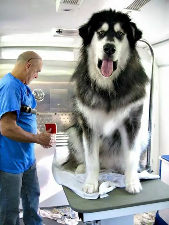 chien loup le plus gros du monde