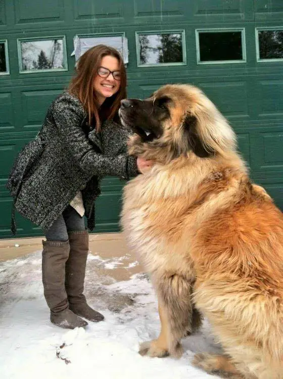 leonberg le plus gros du monde chien