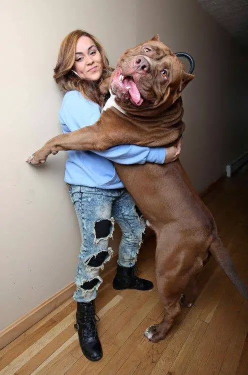 Bulldog le plus gros du monde