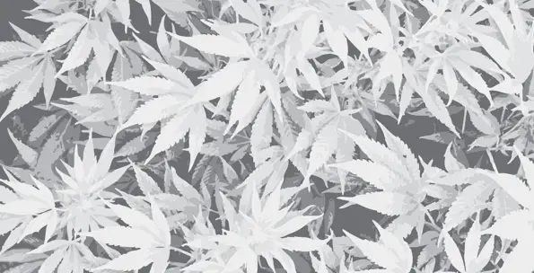 Dépénalisation et légalisation du cannabis