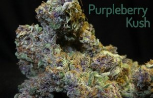 Purpleberry Kush