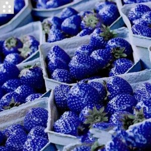 Nouvelle espèce de fraise bleu