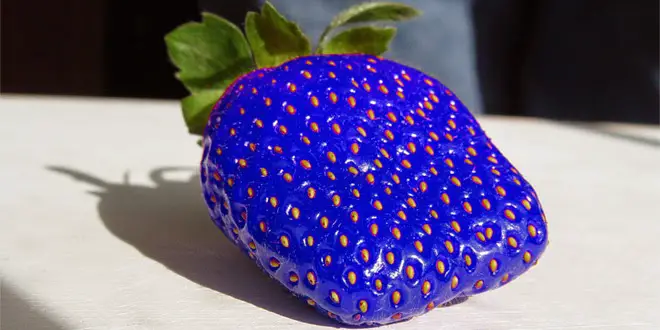 Japon des fraises bleu modifier génétiquement