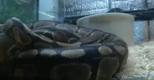 python royal serpent