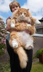 les chats les plus gros