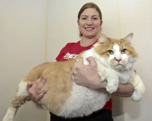 les chats les plus gros