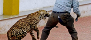 attaque léopard en inde