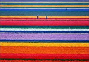 Les champs de tulipes, Pays-Bas