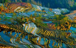 Rizières en terrasses, Guilin Longji, Chine