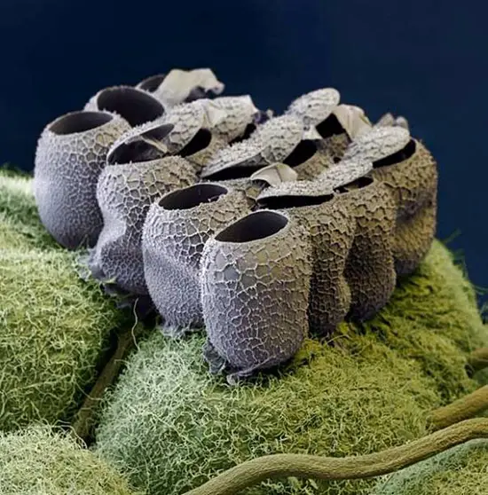 photos impressionnantes prises avec un microscope