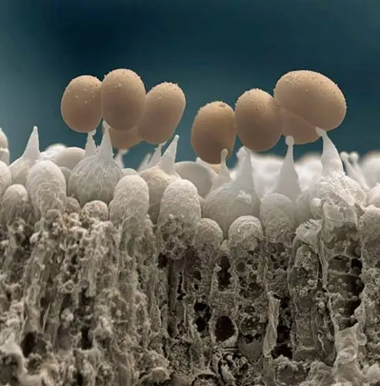 photos impressionnantes prises avec un microscope