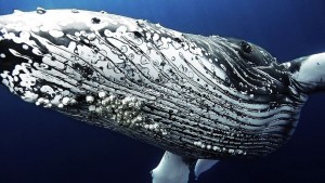 Baleine photographie de plongée