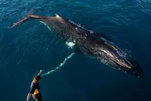 Baleine photographie de plongée