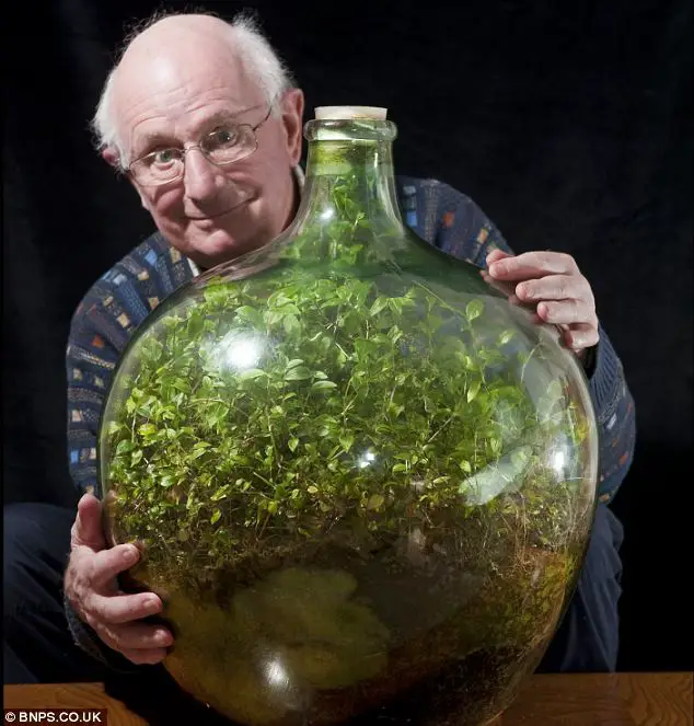 jardin dans une bouteille en verre hermétique