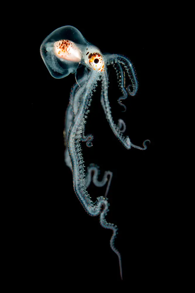 les plus belles images sous-marines