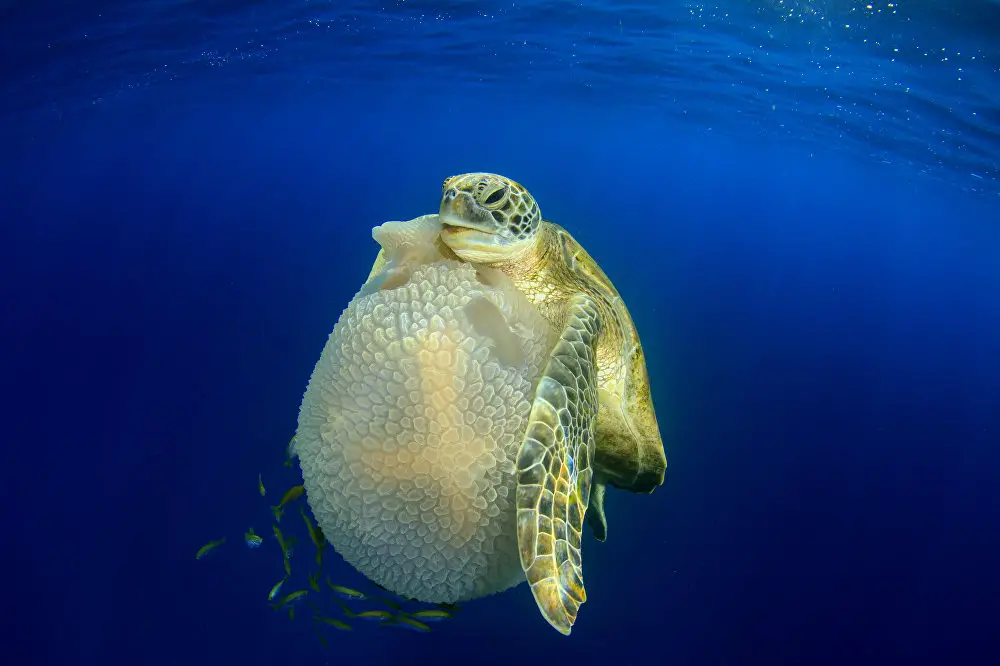 La tortue mangeuse de méduses