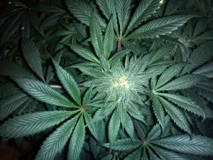 Légalisation du cannabis aux Colorado