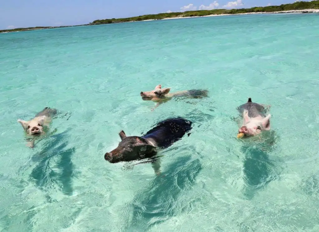 La plage de porc aux Bahamas