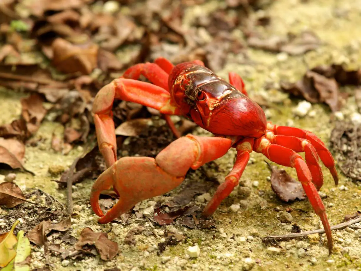 Les crabes rouges sur l’île Christmas