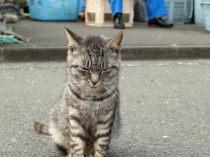 Île au chat au Japon