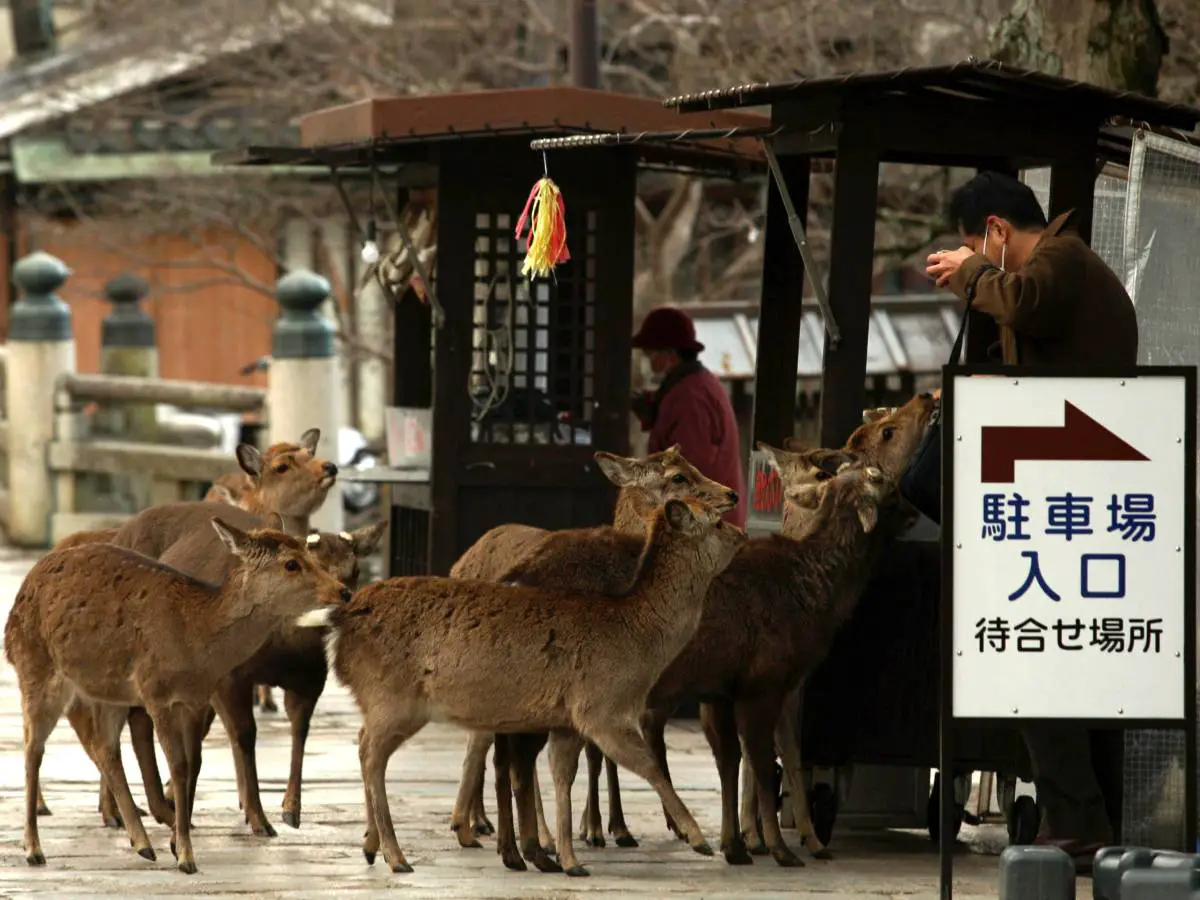 La ville aux Cerfs à Nara au Japon