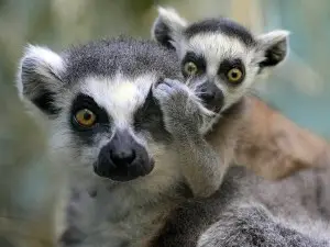 Lémuriens à Madagascar