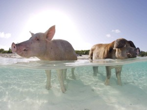 plage de porc aux Bahamas