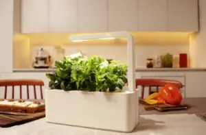 Le potager d’intérieur pour cultiver des légumes en appartement