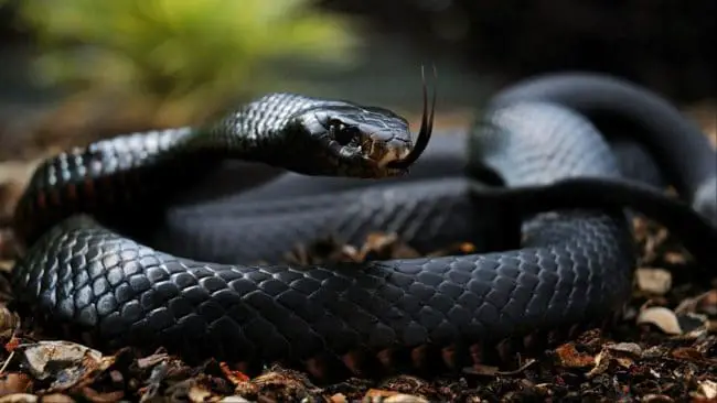 Serpent Le Mamba Noir 