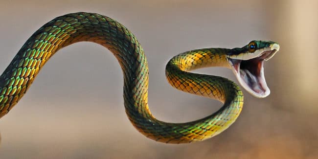 serpents les plus dangereux