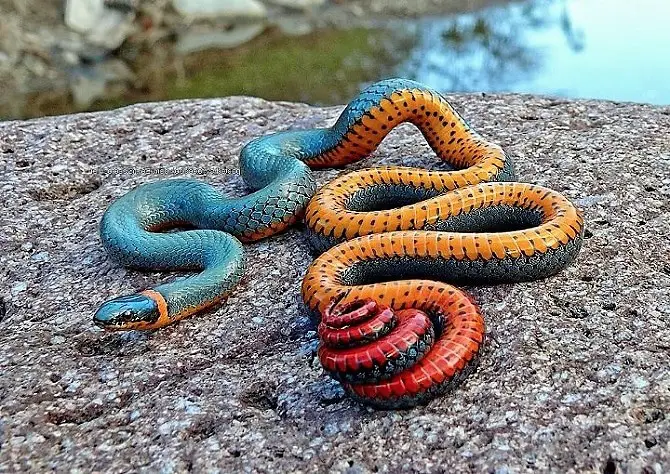 serpents les plus dangereux de la planète