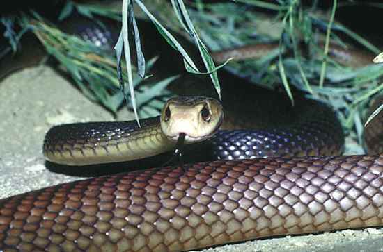 Le Taïpan du désert serpent