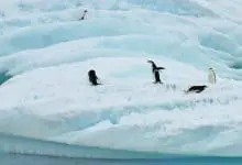 pingouin Antarctique