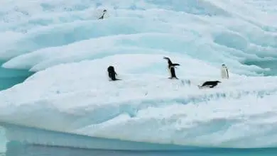 pingouin Antarctique