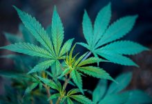 varietes de la planete cannabis weed