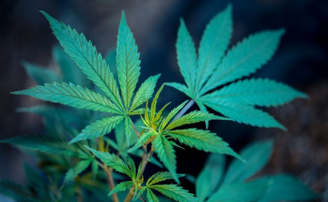 varietes de la planete cannabis weed